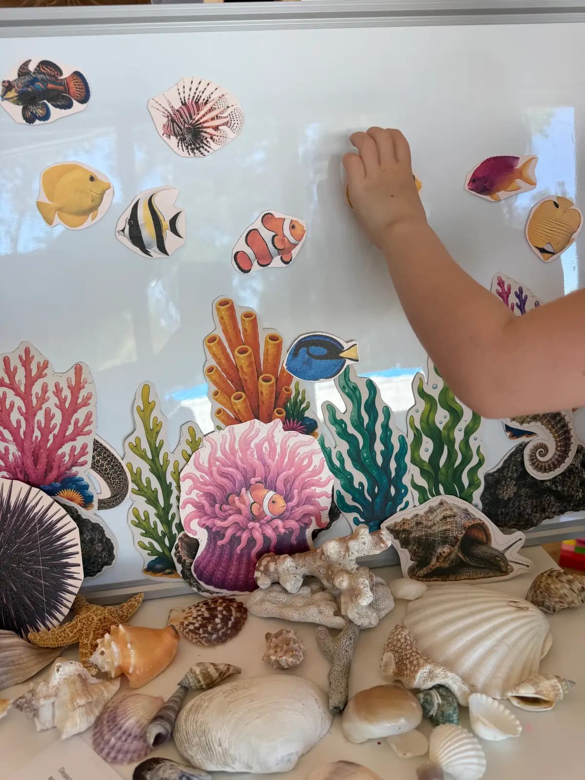 Тайны коралловых рифов. Для детей 4-7 лет
